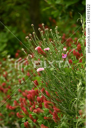 草莓蠟燭和矢車菊 114039122