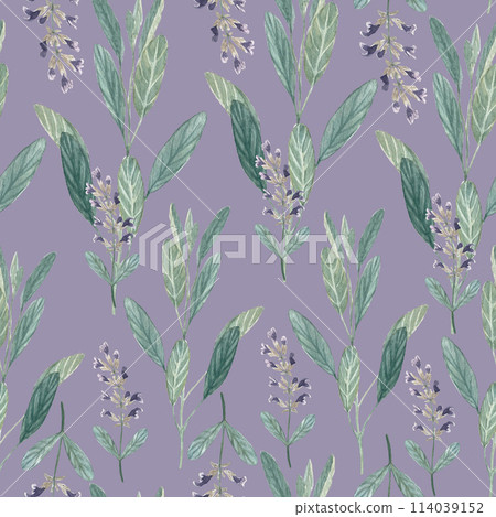 Sage plant seamless pattern on pastel purple background. Hand painted in watercolor. High quality illustration for packages of an essential oil, oil infusions, tea, wallpaper, wrapping paper, textile 114039152