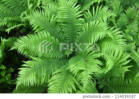 草佐鐵的葉子和嫩芽是野菜。 草佐鐵的葉子和嫩芽是野菜。 114039187