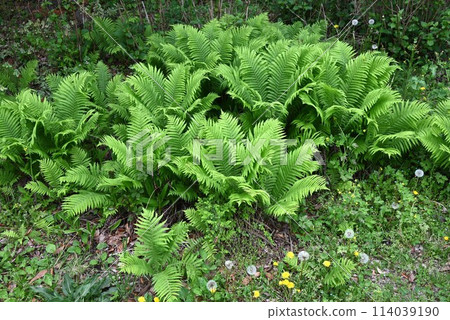 草佐鐵的葉子和嫩芽是野菜。 114039190