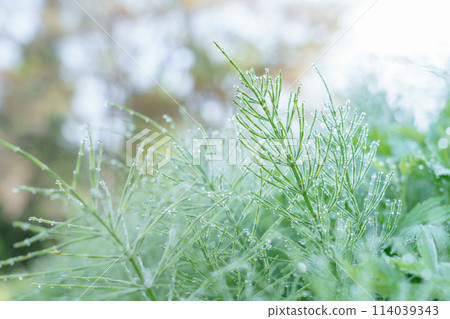 馬尾叢覆蓋著春光,浸透著晨露 馬尾叢覆蓋著春光,浸透著晨露 114039343