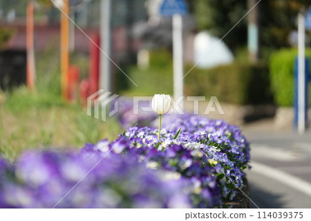 An unpopular flower blooming along the road 114039375