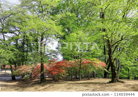 Fresh green and mountain azalea 114039444