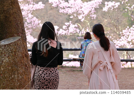 A young woman admiring the cherry blossoms at Takato Castle Park A young woman admiring the cherry blossoms at Takato Castle Park 114039485