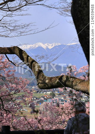 從高遠城址公園眺望雪山與櫻花 114039488