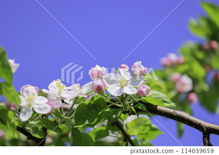 Apple flower 114039659