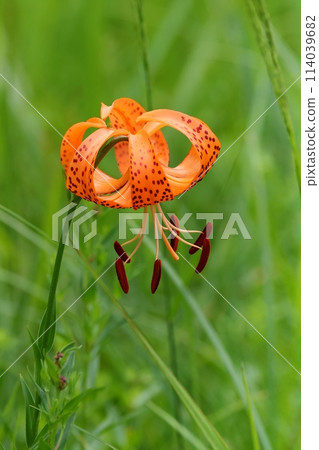 Tiger lily, orange lily, wildflower, blooming in the grassland Tiger lily, orange lily, wildflower, blooming in the grassland 114039682