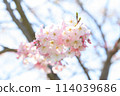 Cherry blossoms blooming 114039686