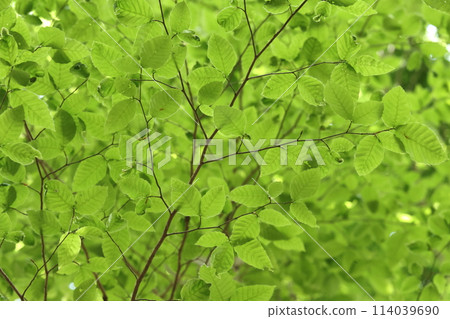 Nature Plants Beech, young leaves unfold all at once in early summer to create shade② Nature Plants Beech, young leaves unfold all at once in early summer to create shade② 114039690