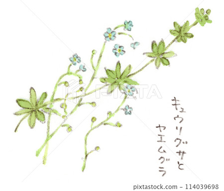 A watercolor illustration of spring and early summer plants, the sky-blue flowers of the cucumber grass and the cool-looking leaves of the cleaver 114039698