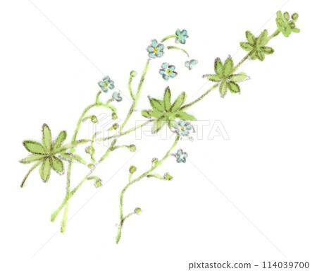 A watercolor illustration of spring and early summer plants, the sky-blue flowers of the cucumber grass and the cool-looking leaves of the cleaver 114039700