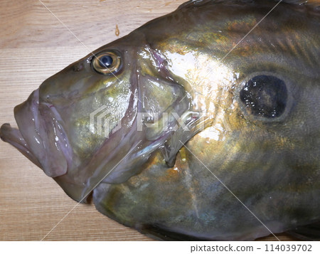John Dory was caught John Dory was caught 114039702