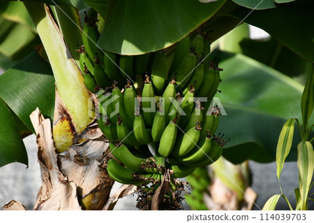 Banana in the tree Banana in the tree 114039703
