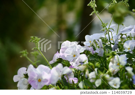 白三色堇 114039729