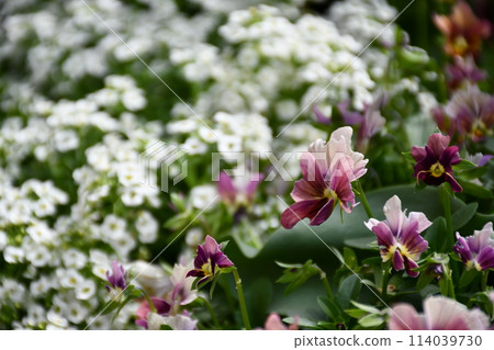 紫色中提琴 114039730