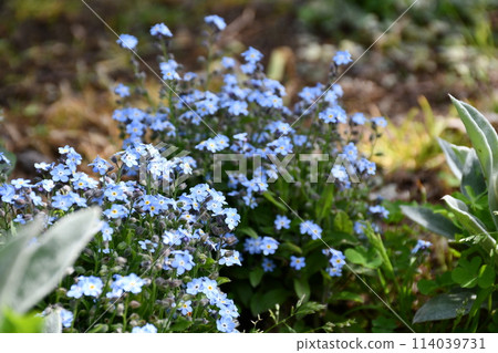 春天花壇裡盛開的花朵 114039731