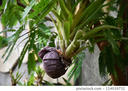 蝙蝠運行 蝙蝠運行 114039732