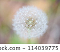 Dandelion fluff 114039775