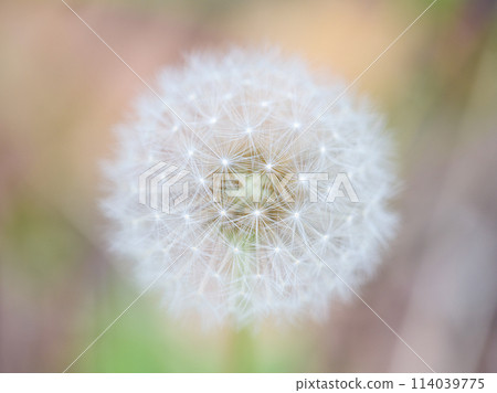 Dandelion fluff 114039775