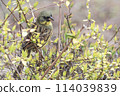 A Japanese bush warbler appears in the woods 114039839