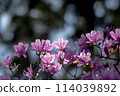 Beautiful pink Kobanomizuba Azalea in a spring park 114039892