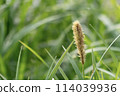 Usagi sedge growing in the park 114039936
