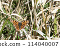 Northern Admiral Butterfly in the Spring Field 114040007