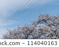 Cherry blossoms and electric wires against the blue sky 114040163
