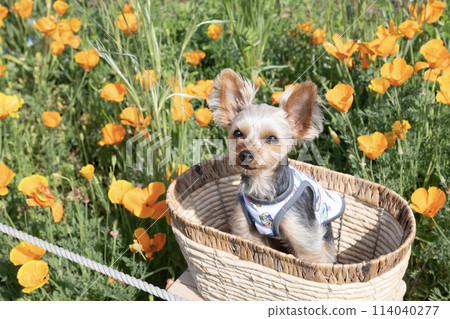 Yorkshire terrier and poppy in a basket 114040277