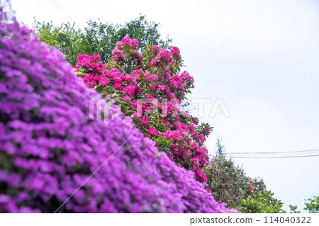 透過五顏六色的苔蘚福祿考看到盛開的紅色杜鵑花 114040322