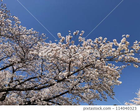 櫻花盛開 櫻花盛開 114040323