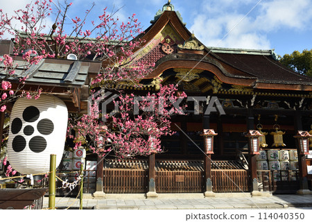 Kitano Tenmangu Shrine Red Plum Blossoms and Worship Hall [National Treasure] 114040350