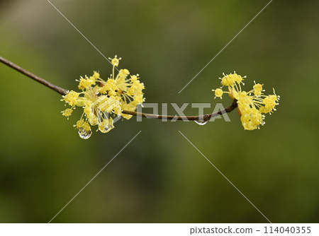 Sangyu flowers 114040355