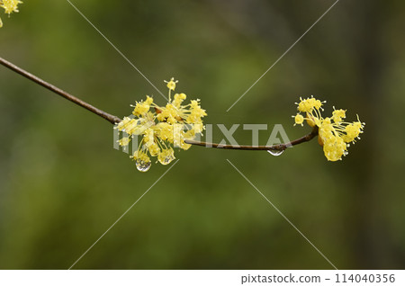 桑玉花 桑玉花 114040356