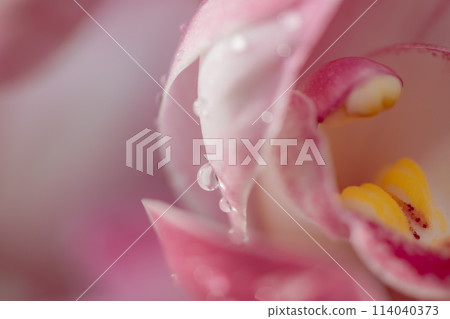 落在花瓣上 114040373