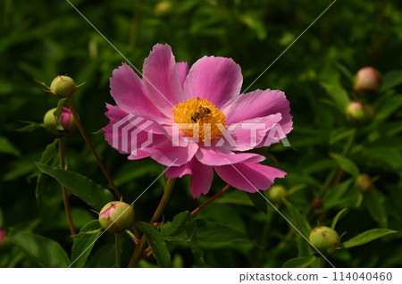 Peony of peony 114040460