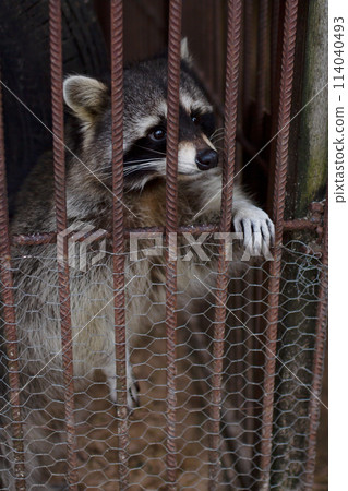 Lonely, unhappy raccoon peeks out from behind the bars of his cage Lonely, unhappy raccoon peeks out from behind the bars of his cage 114040493