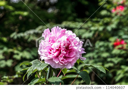 The pink peony, a deciduous shrub also known as the king of flowers. The pink peony, a deciduous shrub also known as the king of flowers. 114040607