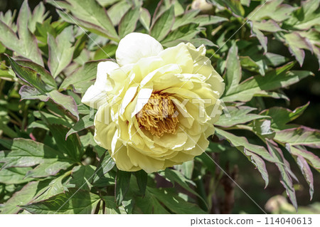 The pink peony, a deciduous shrub also known as the king of flowers. The pink peony, a deciduous shrub also known as the king of flowers. 114040613