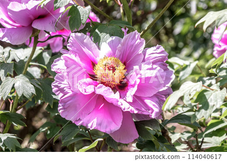 粉紅色牡丹,一種落葉小灌木,據說是花中之王。 粉紅色牡丹,一種落葉小灌木,據說是花中之王。 114040617