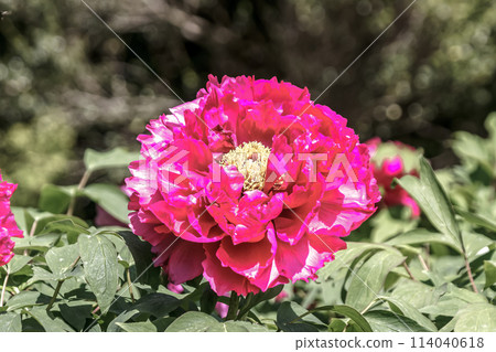粉紅色牡丹，一種落葉小灌木，據說是花中之王。 114040618