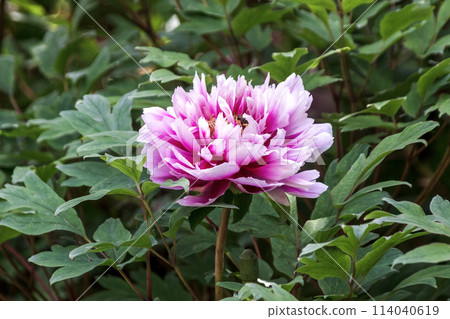 粉紅色牡丹,一種落葉小灌木,據說是花中之王。 粉紅色牡丹,一種落葉小灌木,據說是花中之王。 114040619