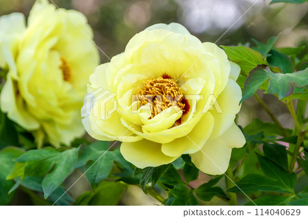 粉紅色牡丹,一種落葉小灌木,據說是花中之王。 粉紅色牡丹,一種落葉小灌木,據說是花中之王。 114040629