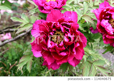 The pink peony, a deciduous shrub also known as the king of flowers. 114040675