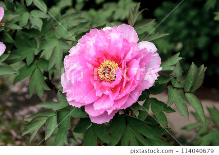 The pink peony, a deciduous shrub also known as the king of flowers. The pink peony, a deciduous shrub also known as the king of flowers. 114040679