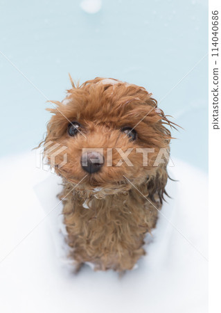 Toy poodle covered in shampoo foam 114040686