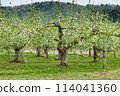 apple blossoms in an orchard 114041360