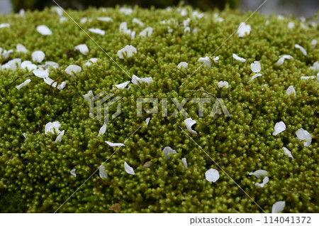 櫻花花瓣落在苔蘚上 114041372
