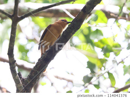 Nikkei Key-billed Tyrannical Butterfly 114041376