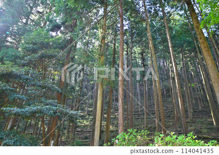 Sunlight filtering through the trees in a well-maintained cedar forest - a view of the forest path leading to Kuroyama Sandaki waterfalls 114041435